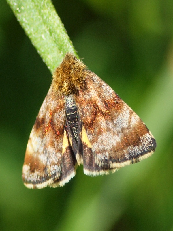 Noctuidae - Panemeria tenebrata